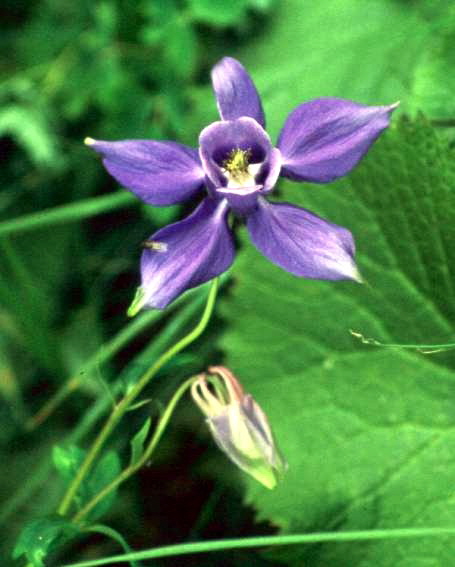 29 Jaegerdossen Blume