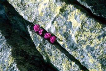 06 Tessin Fluehblume