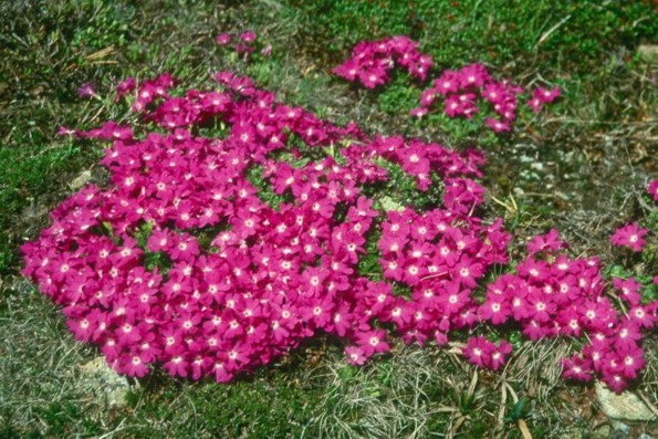 066 004_Naturnser_Alm