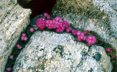 07 Tessin Fluehblumen