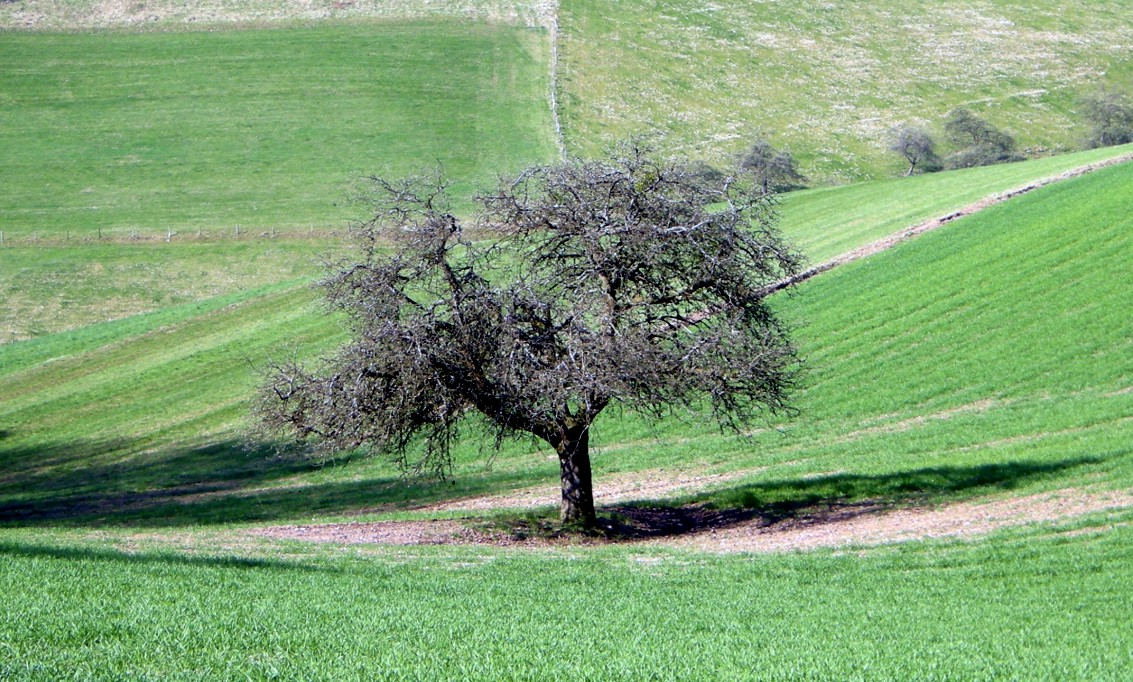Baum ohne Blueten 201202