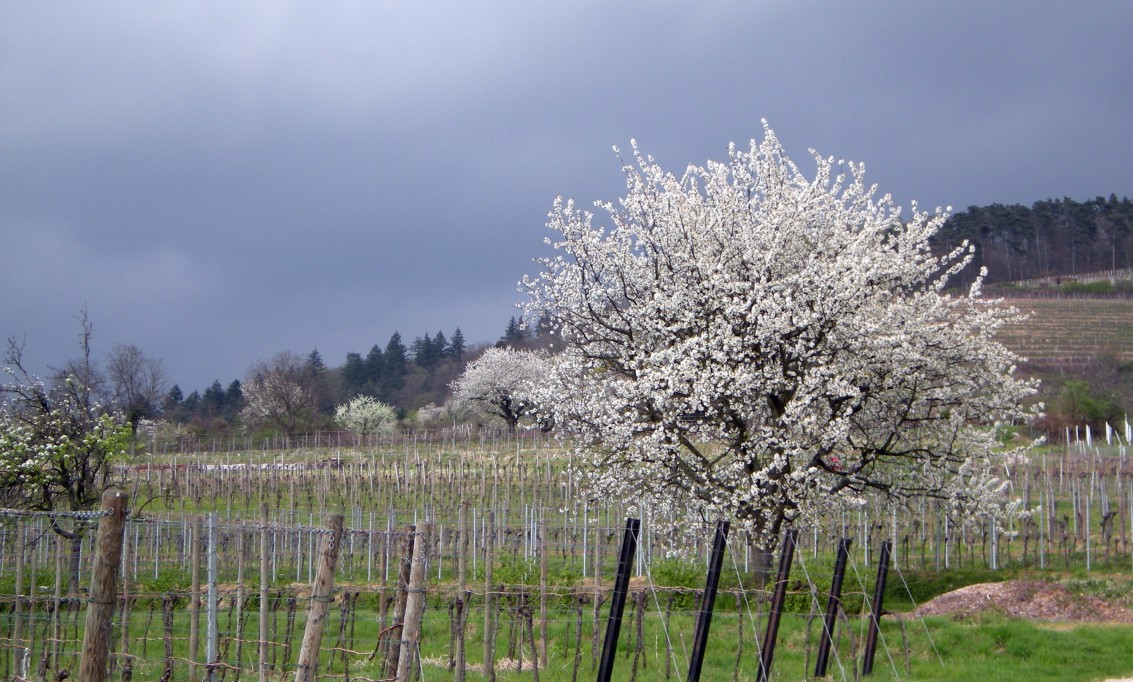 Kirschbluete 2012 001