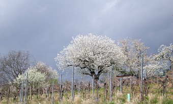 Kirschbluete 2012 002