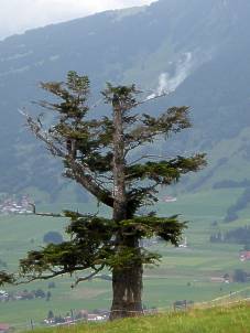 Steineberg Baum klein