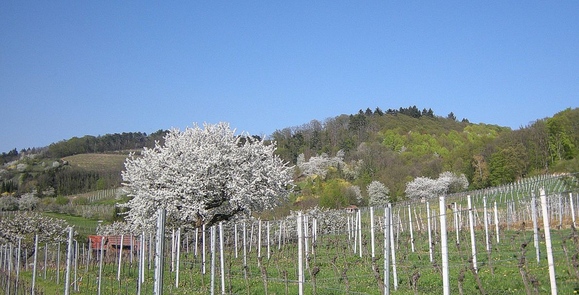 Kirschbaum vor dem Odenwald
