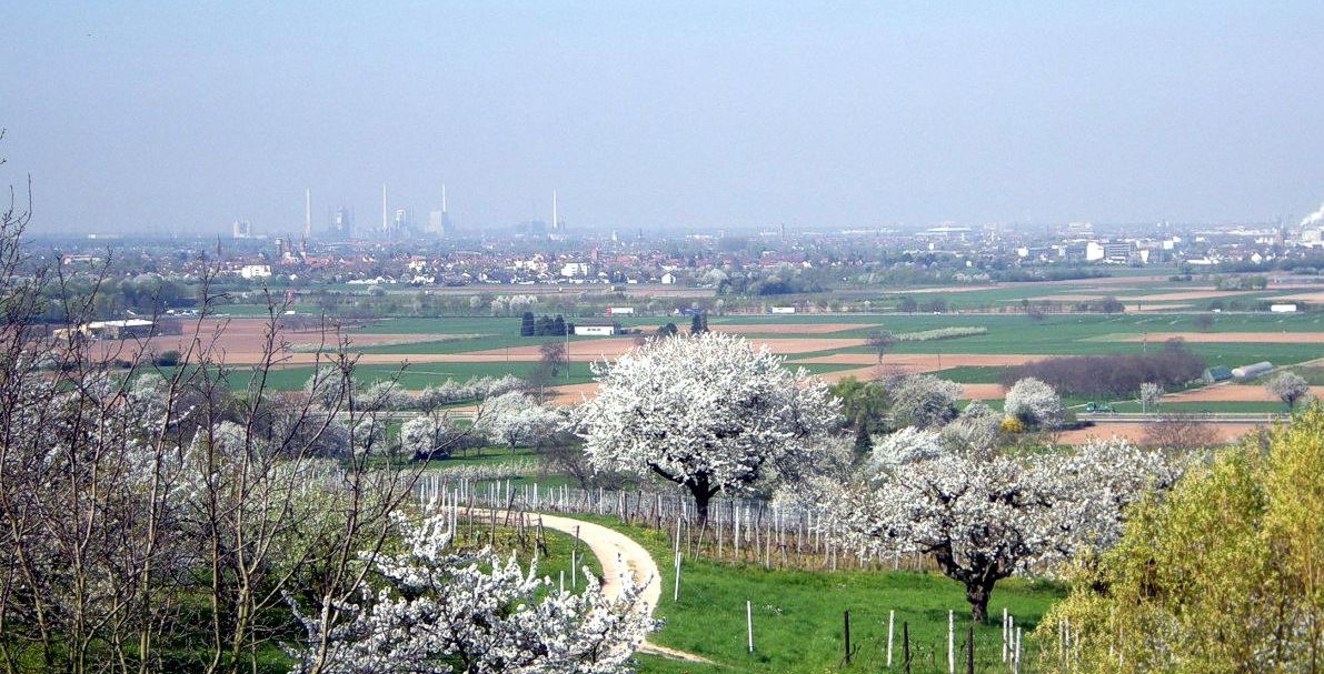 Kirschbluete Licht u Schatten 2