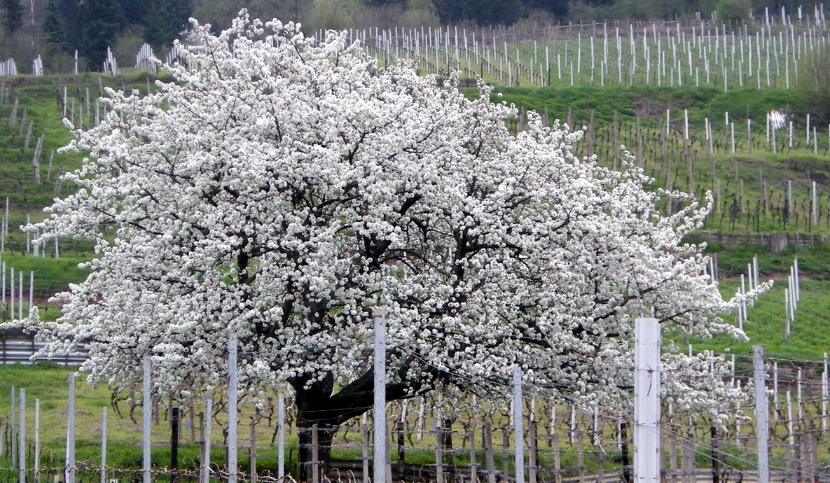 Kirsche Blick in die Blueten