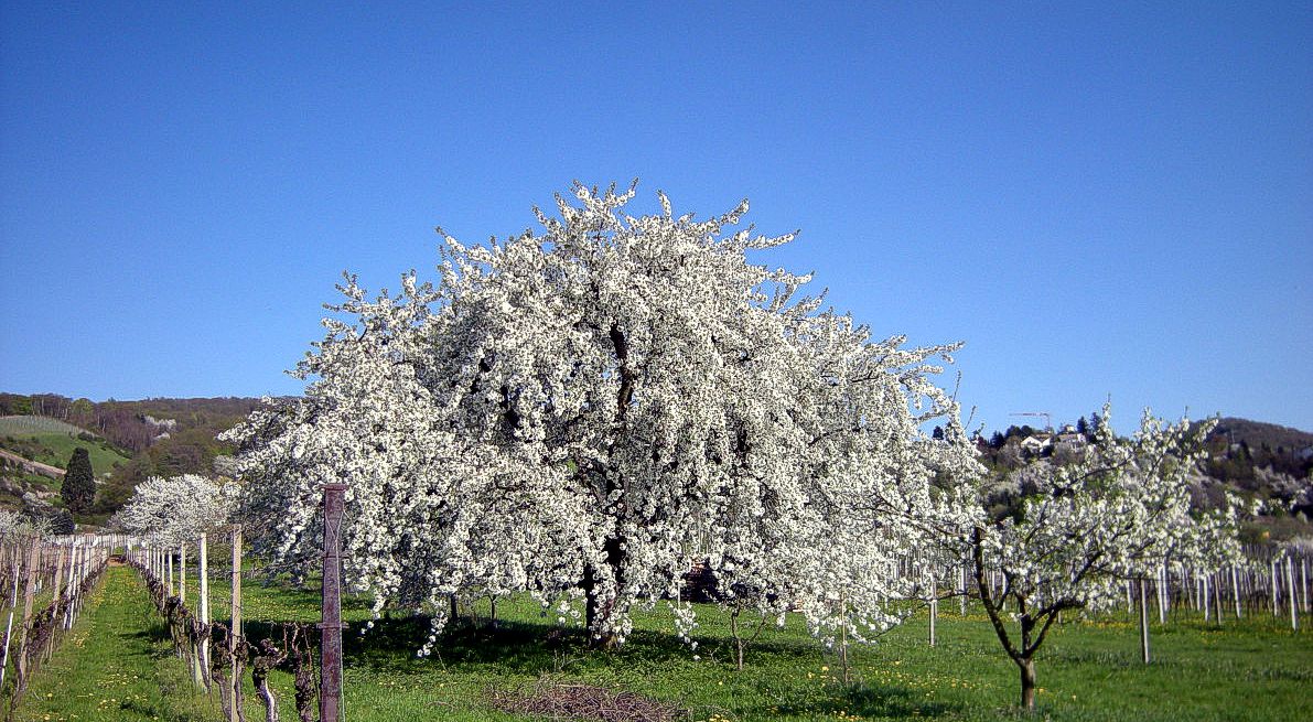 Kirsche Bluetenfuelle