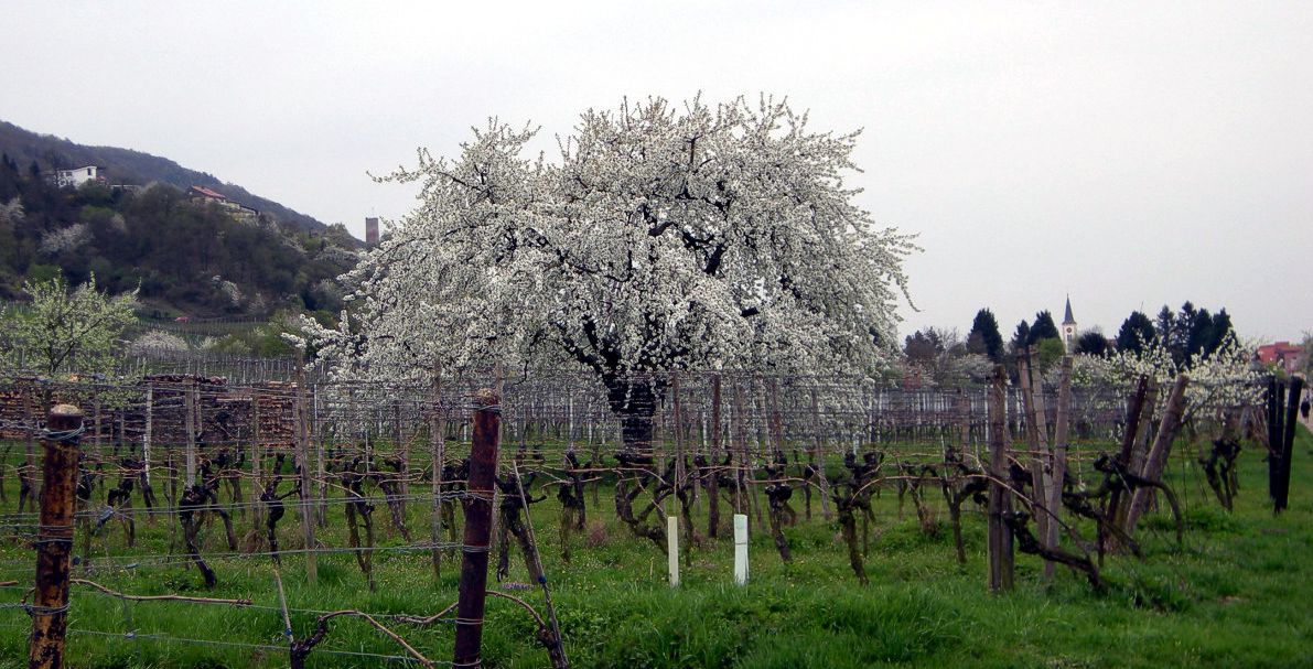 Kirsche vor Schriesheim