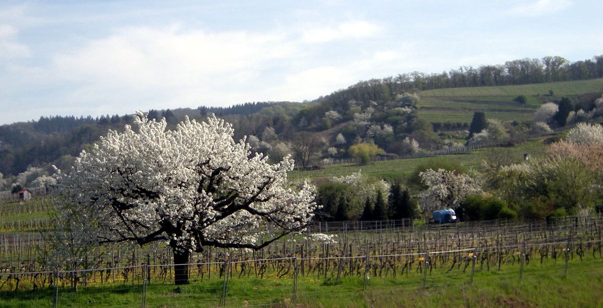 Kirsche vor dem Odenwald