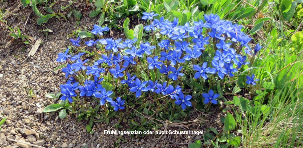 04 Fruehlingsenzian