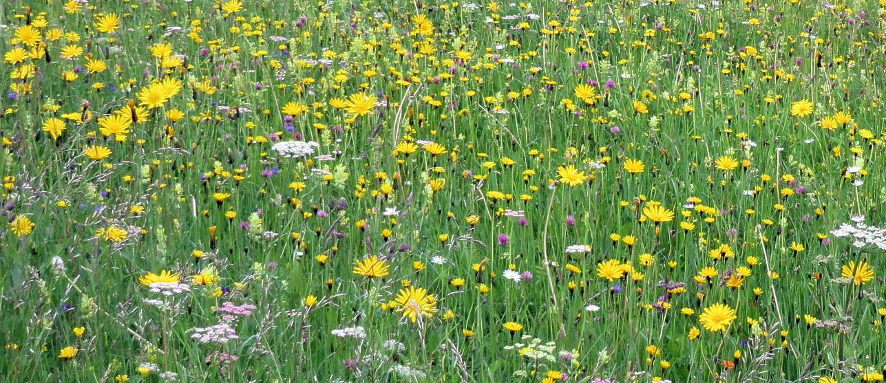 05 Wiese Habichtskraut