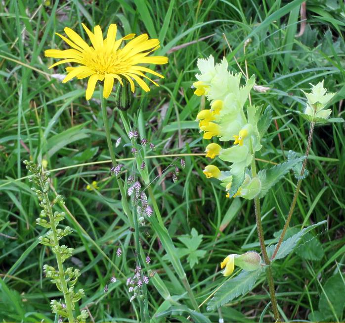 06 Habichtskraut mit Nessel