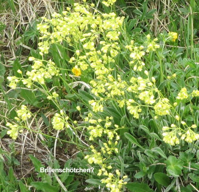 09 Brillenschoetchen Frage