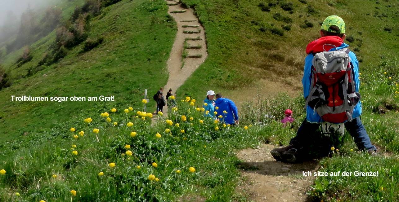 12 Trollblumen am Grat
