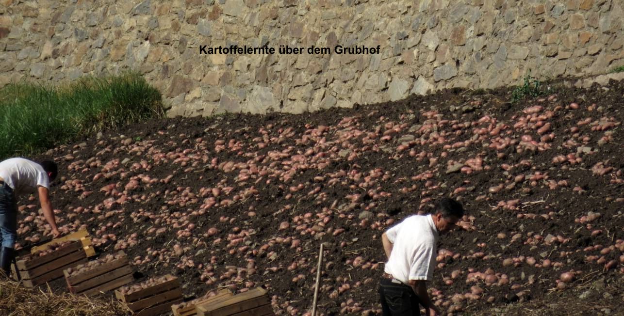 106 Kartoffeln