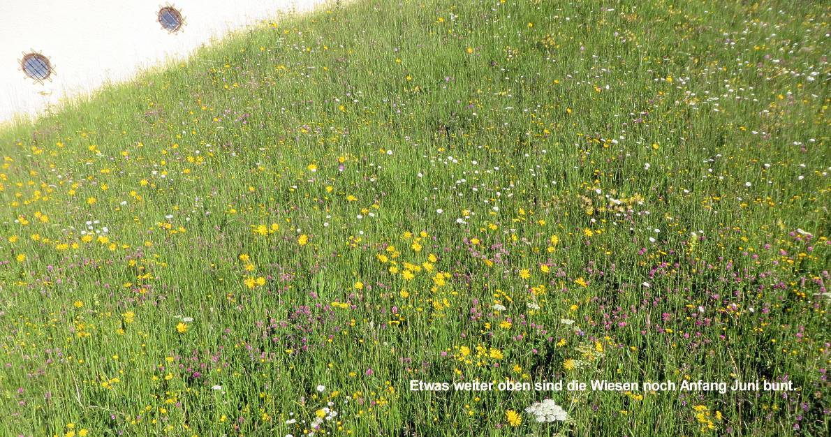 04 Wiese