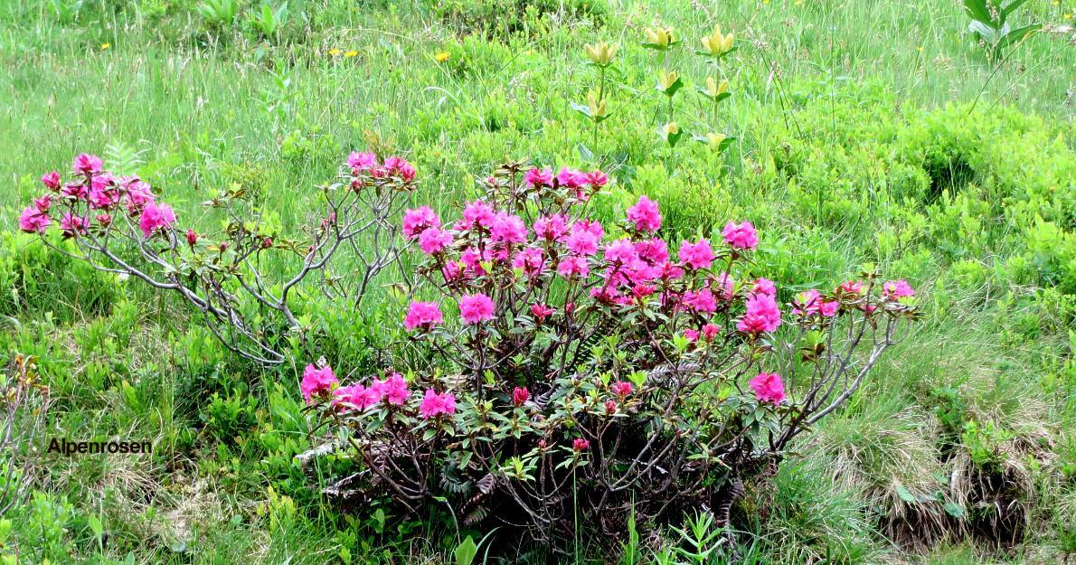 10 Alpenrosen