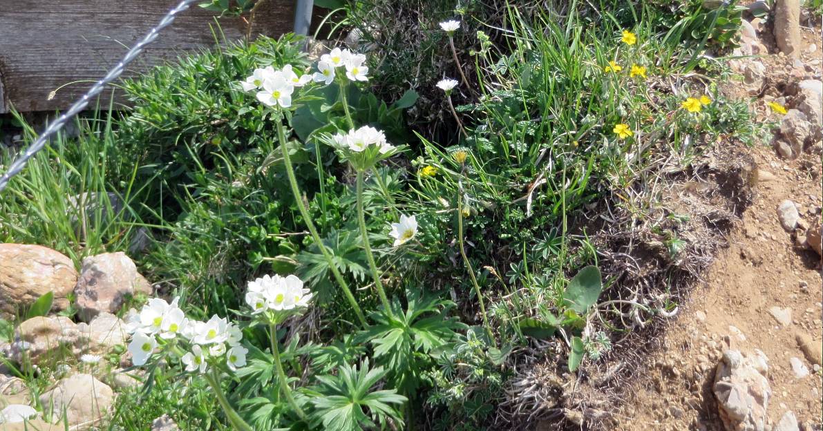 19 Narzissenbluetiges Windroeschen