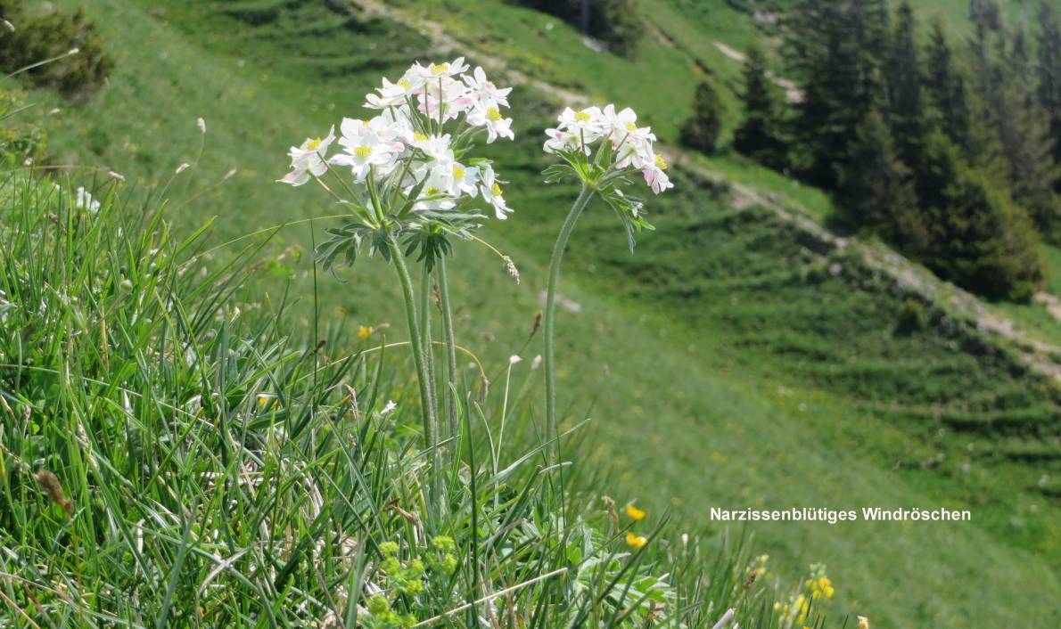 20 Narzissenbluetiiges Windroeschen02