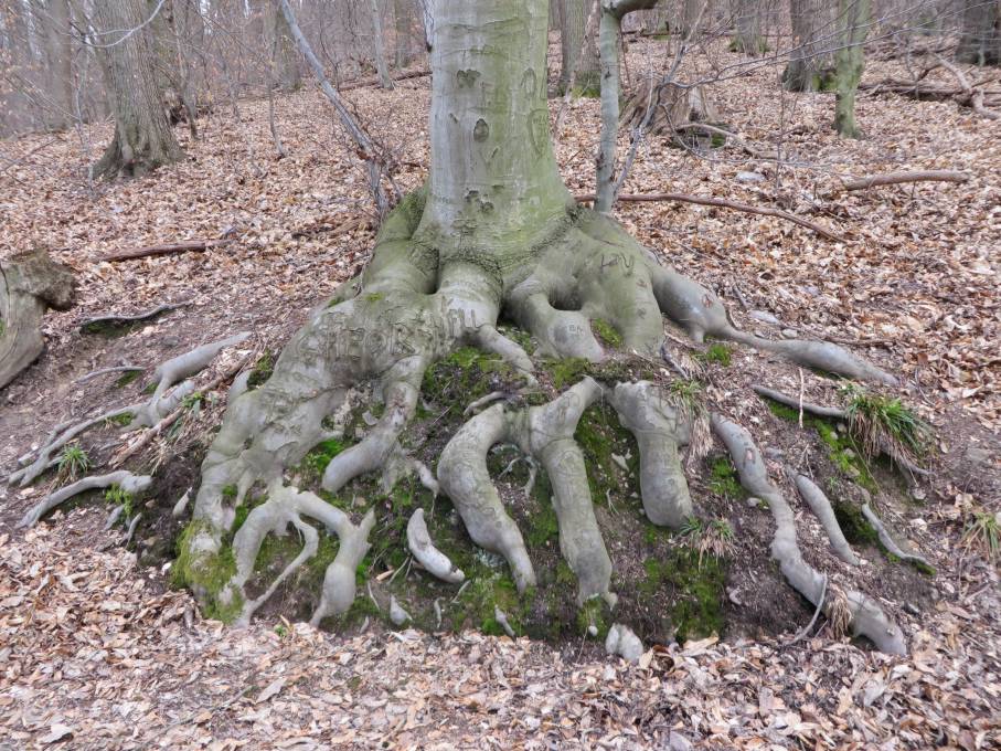 Baumwurzel 2