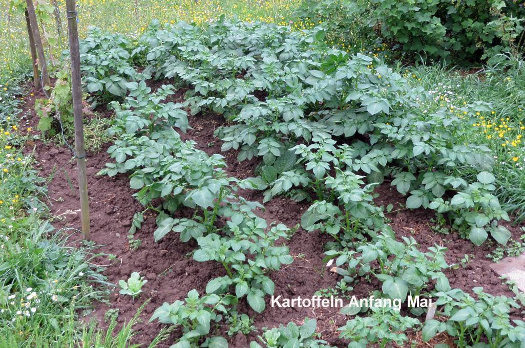 Kartoffeln im Mai