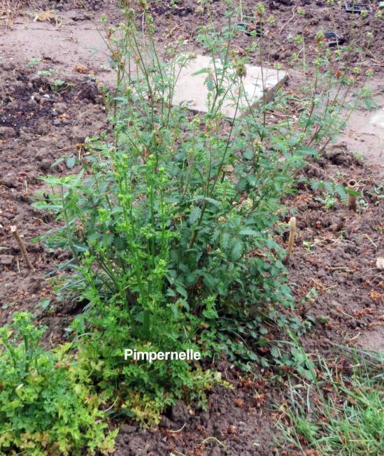 Pimpernelle