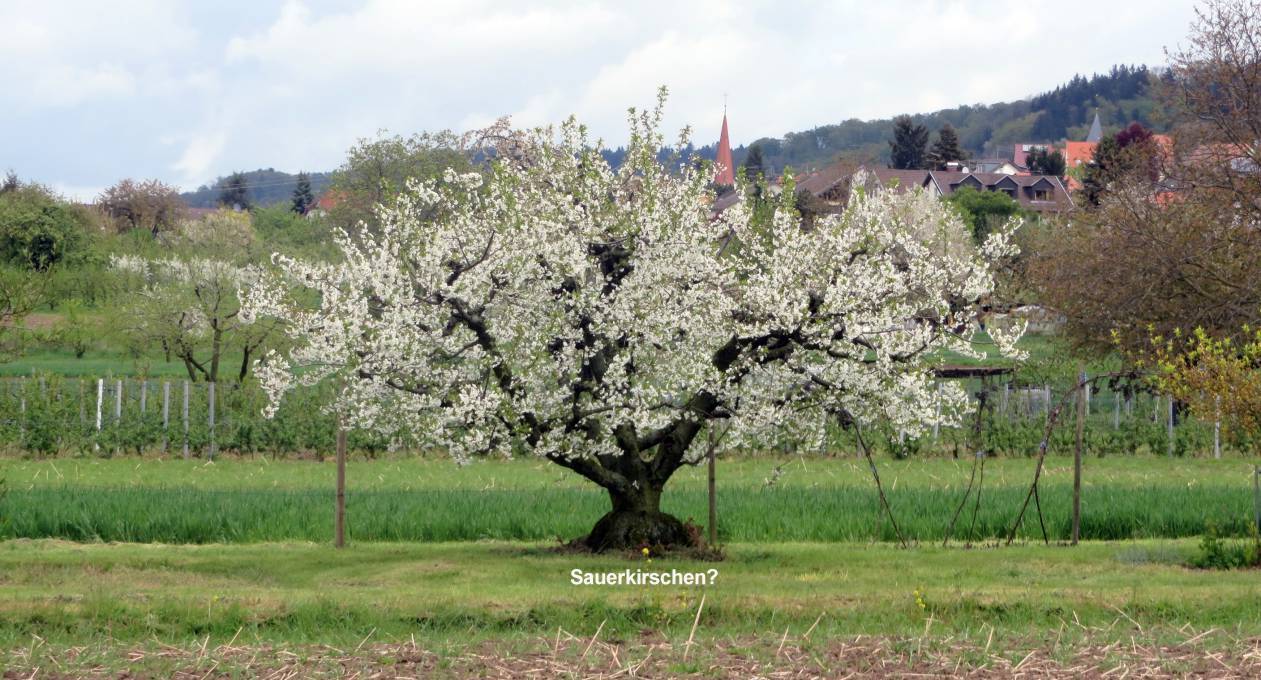 kl Kirschbaum 202
