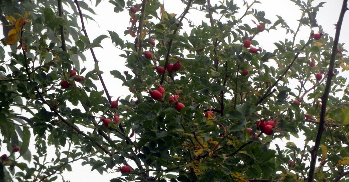 05 Hagebutten