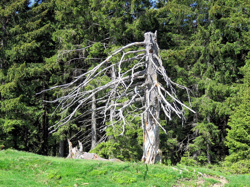 01 Rangiswanger Horn