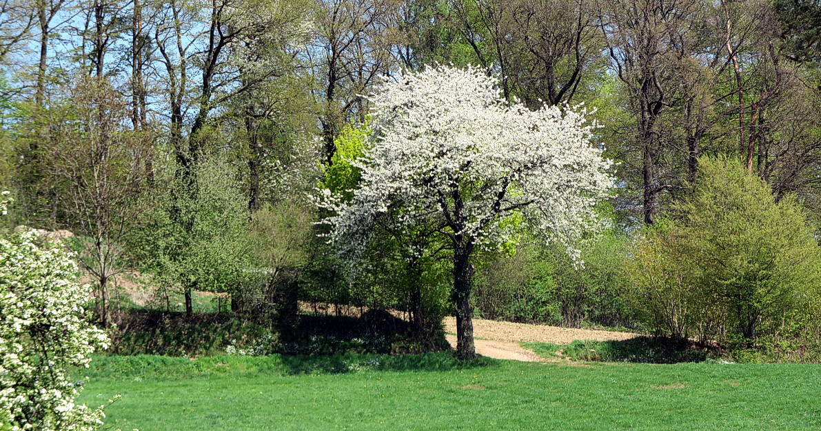 10a Kirschbaum