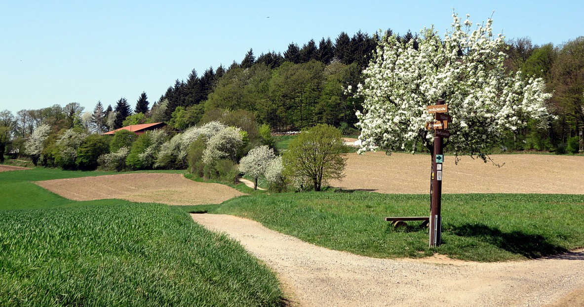 07 Ursenbacher Hoehe