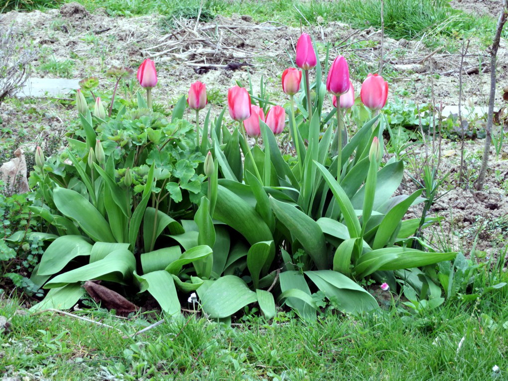 01 Tulpen