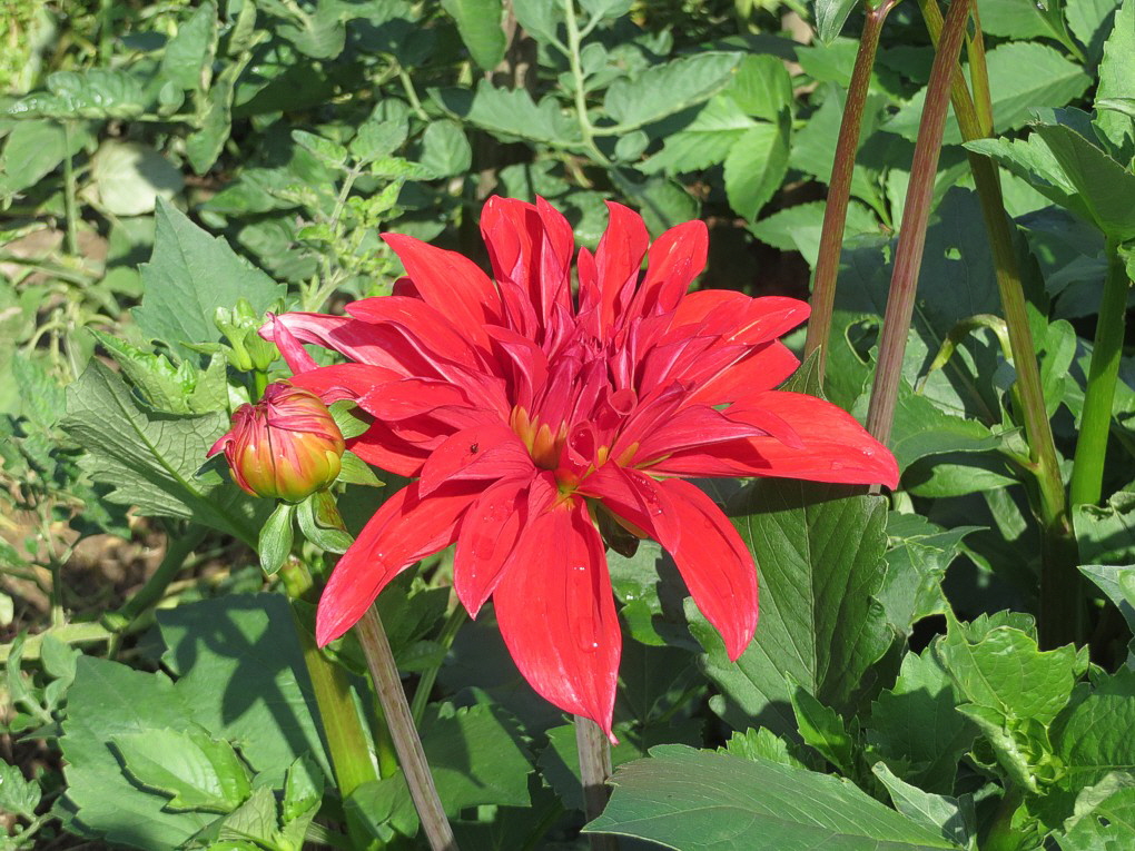 Dahlie rot