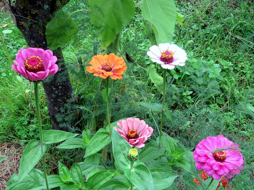 Zinnien 05
