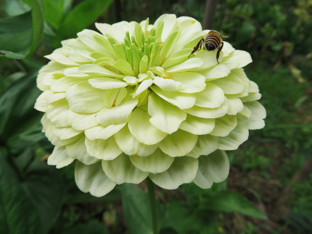Zinnien 03