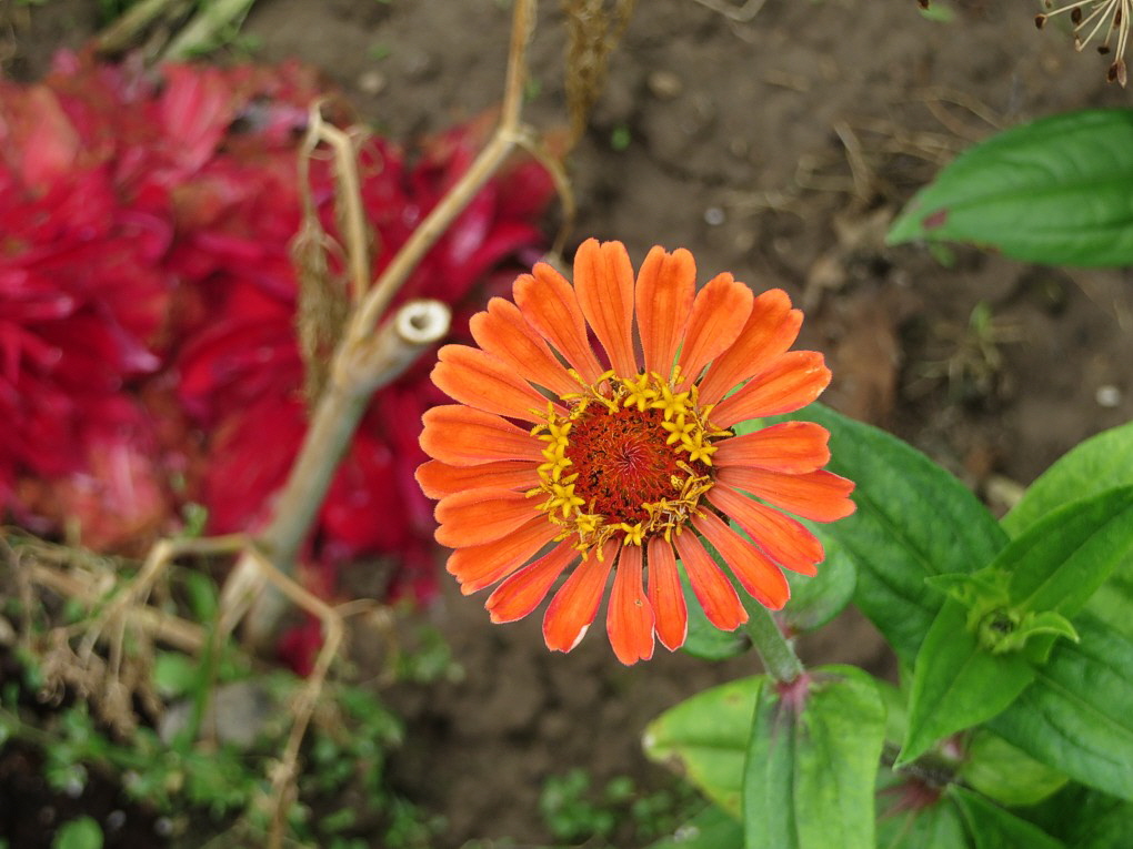 Zinnien 04