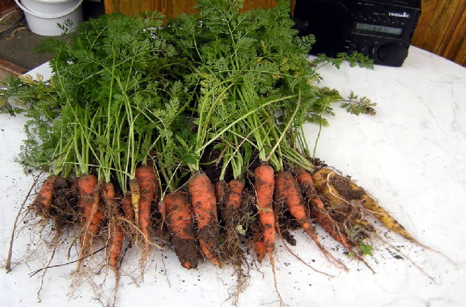 Moehren biologisch wo