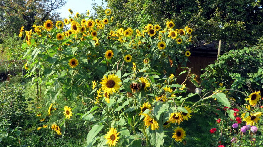 Sonnenblumen