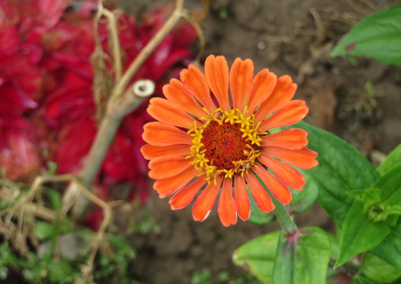 Zinnien 03