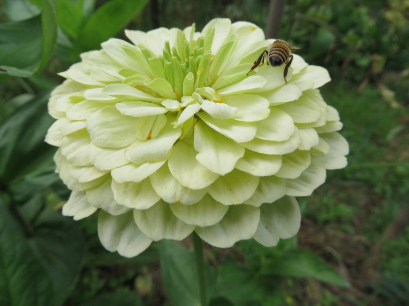 Zinnien 04