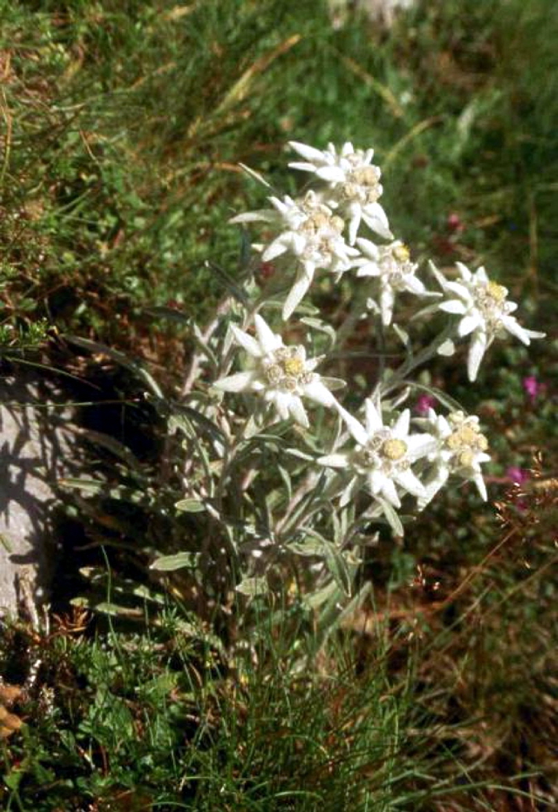 21 Edelweiss
