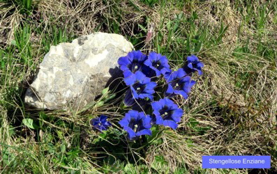 00a Enziane stengellos 23,9